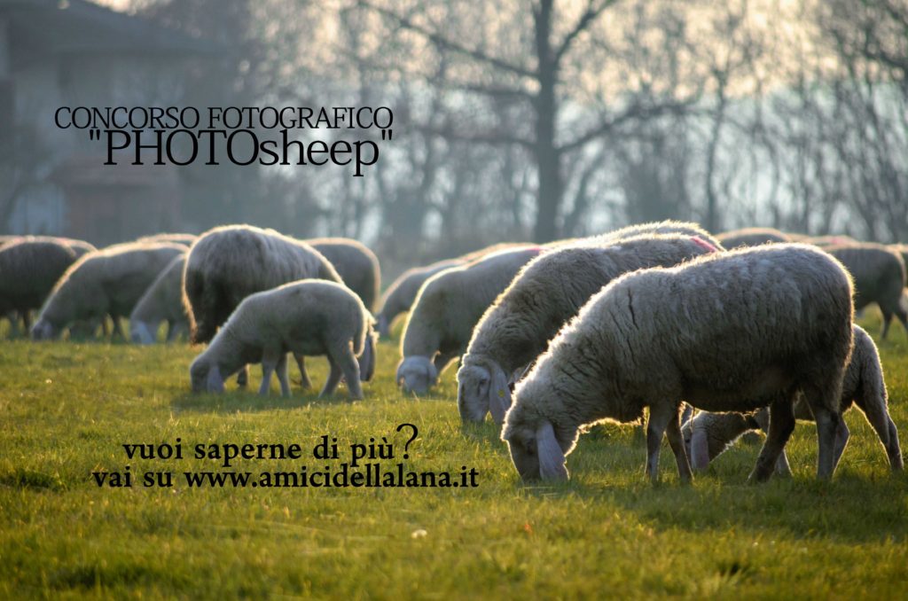 Concorso foto pecora